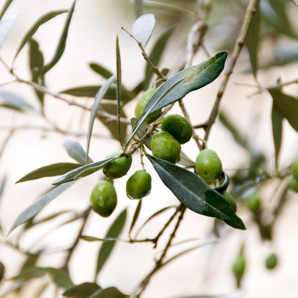 Cake aux olives